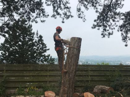 Mark Forestry Manager - A person in safety gear cutting a large tree stump with a chainsaw, surrounded by cut logs and wood chips.