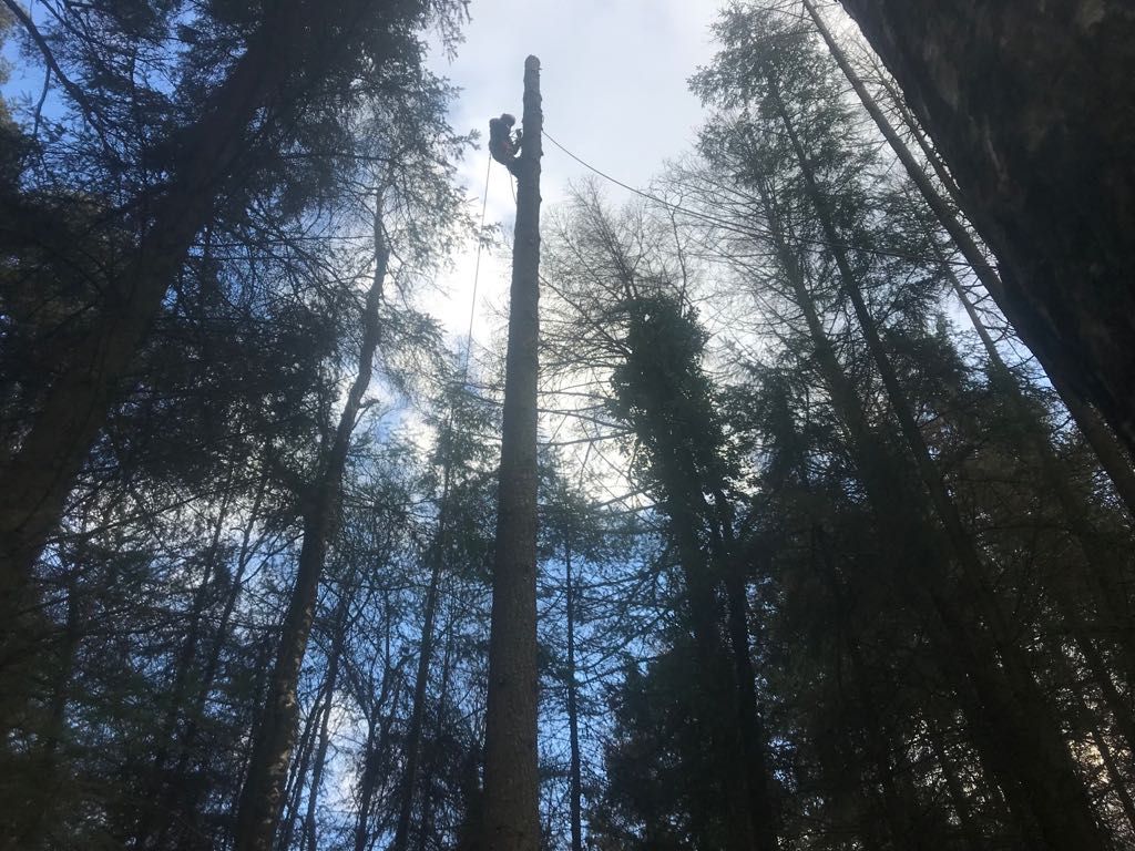 tree surgeon wearing climbing gear at the top of tall trees surrounded by tall fir trees