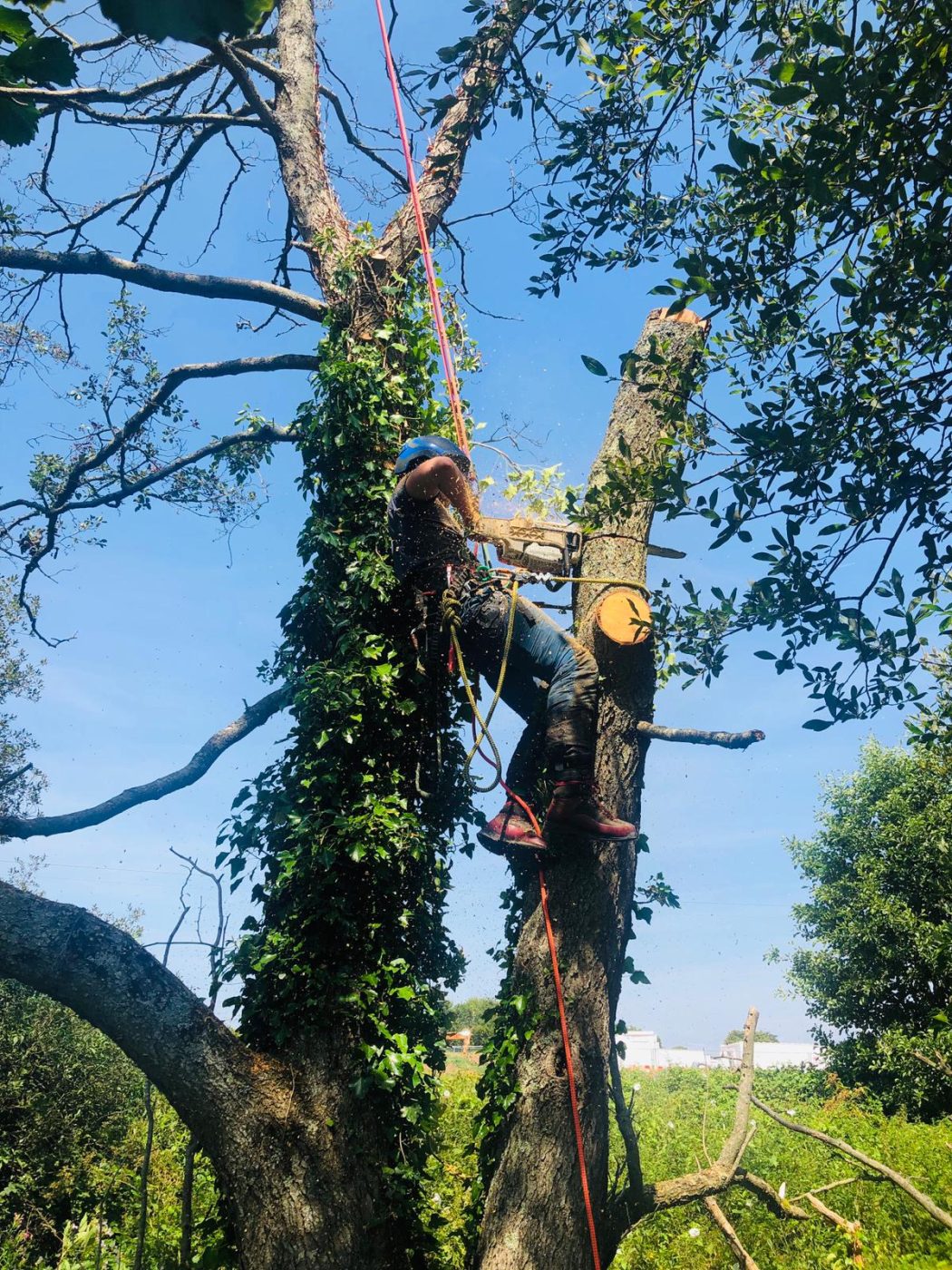 Tree Care & Garden Maintenance - Person climbing and cutting a tree with safety gear on a sunny day.