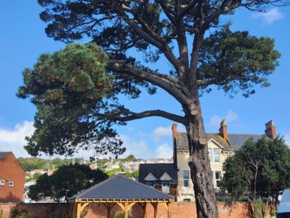 Nursing Home - Large pine tree towering over a wooden pergola with houses in the background on a sunny day.
