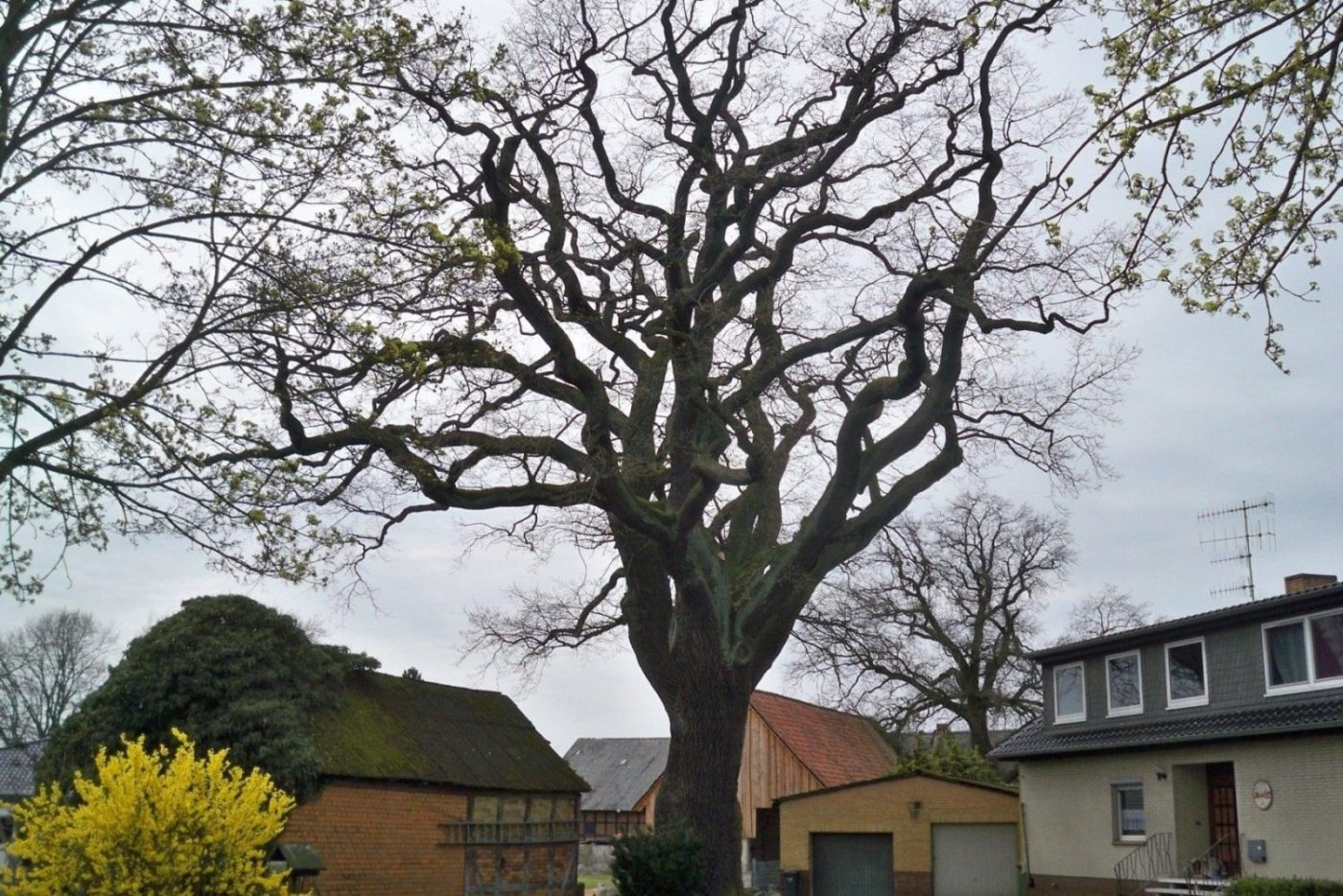 Large leafless tree with intricate branches standing in front of residential houses and a brick building, under an overcast sky.