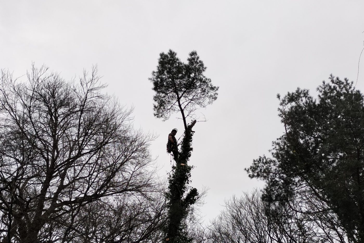 Tree surgeon climbing and working on a tall tree surrounded by other bare and evergreen trees against an overcast sky.