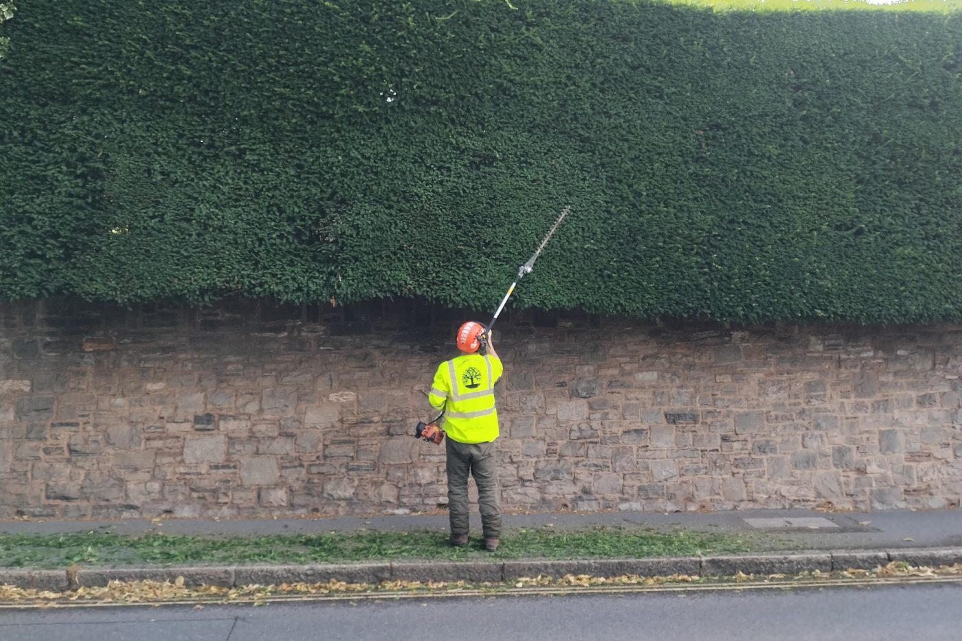 Tree surgeon in high-visibility jacket and safety helmet trimming a tall hedge with a long-reach hedge trimmer along a stone wall beside a roadside.